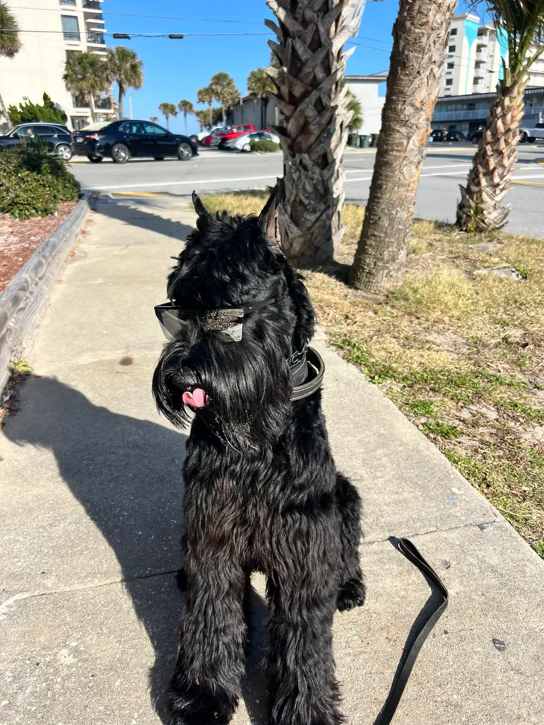 Diesel the Giant Schnauzer, a friendly pack mate