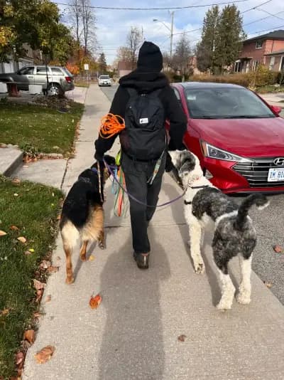 Wandering Tails dog walking photo 4 (East York)