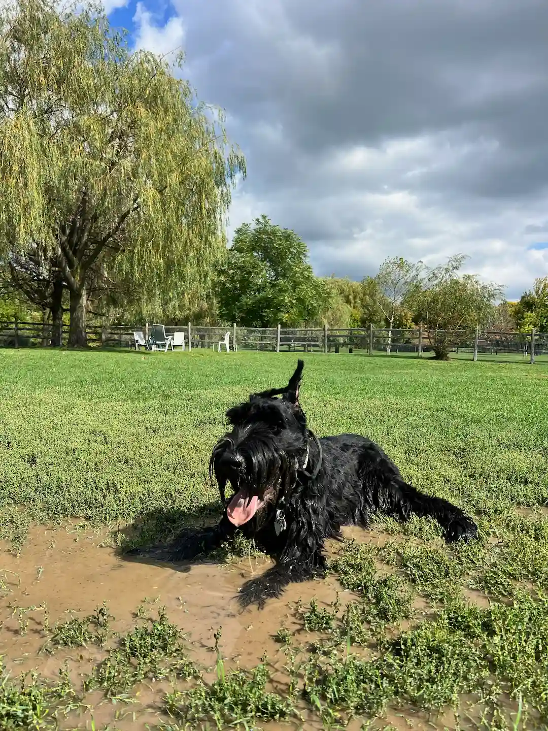 Diesel the Giant Schnauzer, a friendly pack mate
