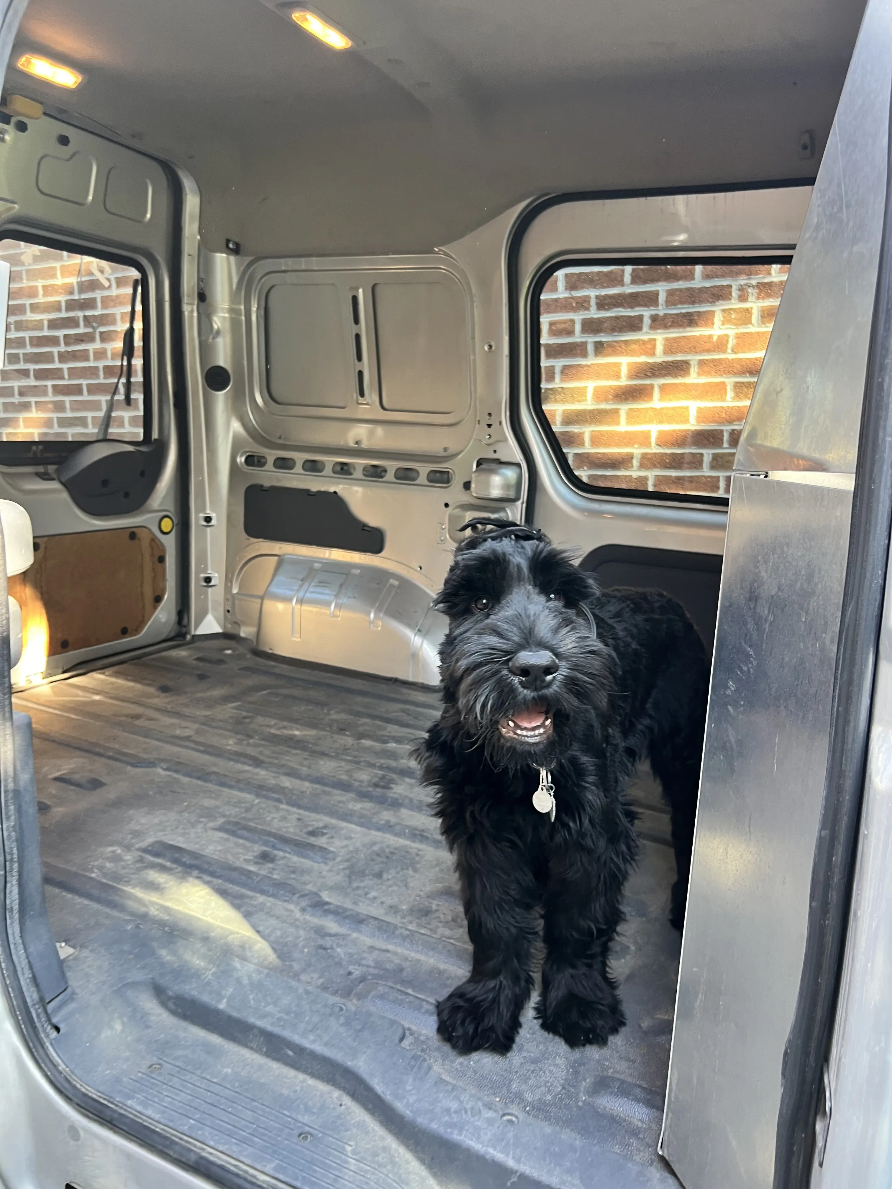 Diesel the Giant Schnauzer, a friendly pack mate
